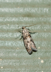 Promylea lunigerella