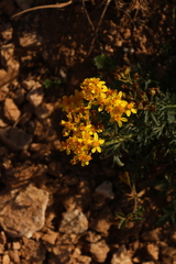 Tagetes lucida