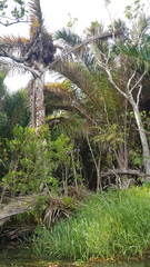 Raphia australis