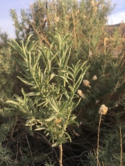 Atriplex canescens canescens