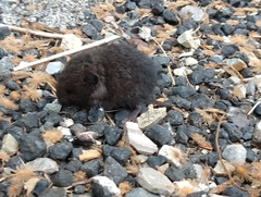 Jalapan Vole photo 2