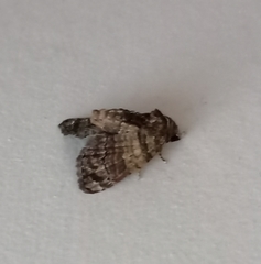 Chlumetia