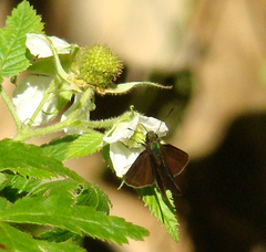 Onophas columbaria