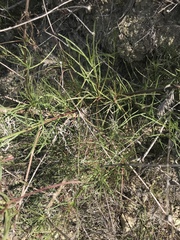 Malacothrix saxatilis tenuifolia