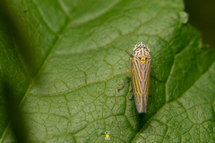Graphocephala aurora