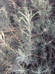 Atriplex canescens canescens