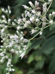 Eupatorium sessilifolium