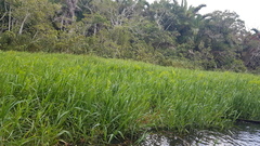 Echinochloa pyramidalis