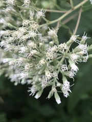 Eupatorium sessilifolium