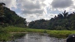 Echinochloa pyramidalis