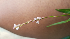 Echinochloa pyramidalis