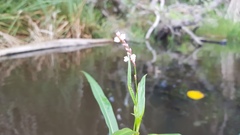 Echinochloa pyramidalis