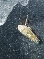 Scaphoideus
