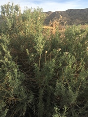 Atriplex canescens canescens