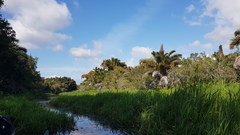 Echinochloa pyramidalis