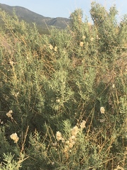 Atriplex canescens canescens