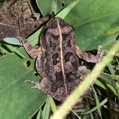 Sclerophrys regularis