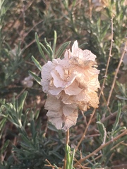 Atriplex canescens canescens