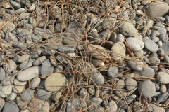 Muehlenbeckia ephedroides