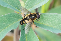 Helophilus obscurus