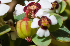 Euphorbia polycarpa polycarpa