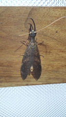 Corydalus peruvianus