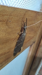 Corydalus peruvianus