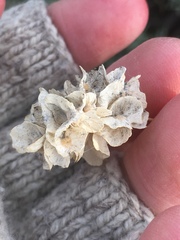 Atriplex canescens canescens