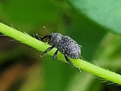 Chalcodermus aeneus