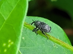 Chalcodermus aeneus