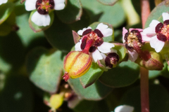 Euphorbia polycarpa polycarpa