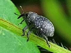 Chalcodermus aeneus