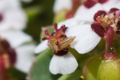 Euphorbia polycarpa polycarpa