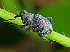 Chalcodermus aeneus