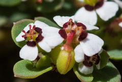 Euphorbia polycarpa polycarpa