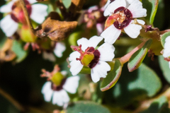 Euphorbia polycarpa polycarpa