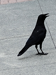Corvus brachyrhynchos
