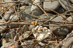 Muehlenbeckia ephedroides