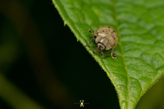 Epilachna obscurella