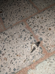 Cydalima perspectalis