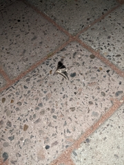 Cydalima perspectalis