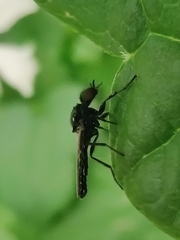 Dilophus febrilis