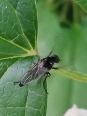 Dilophus febrilis