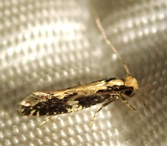 Monopis obviella