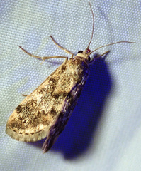 Tegostoma comparalis