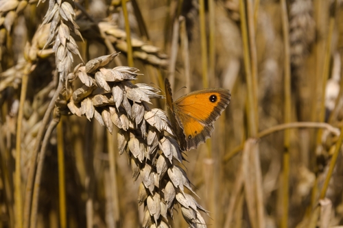 Gatekeeper
