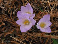 Crocus carpetanus