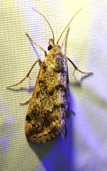 Tegostoma comparalis