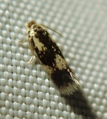 Stigmella trimaculella