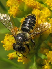 Megachile relativa